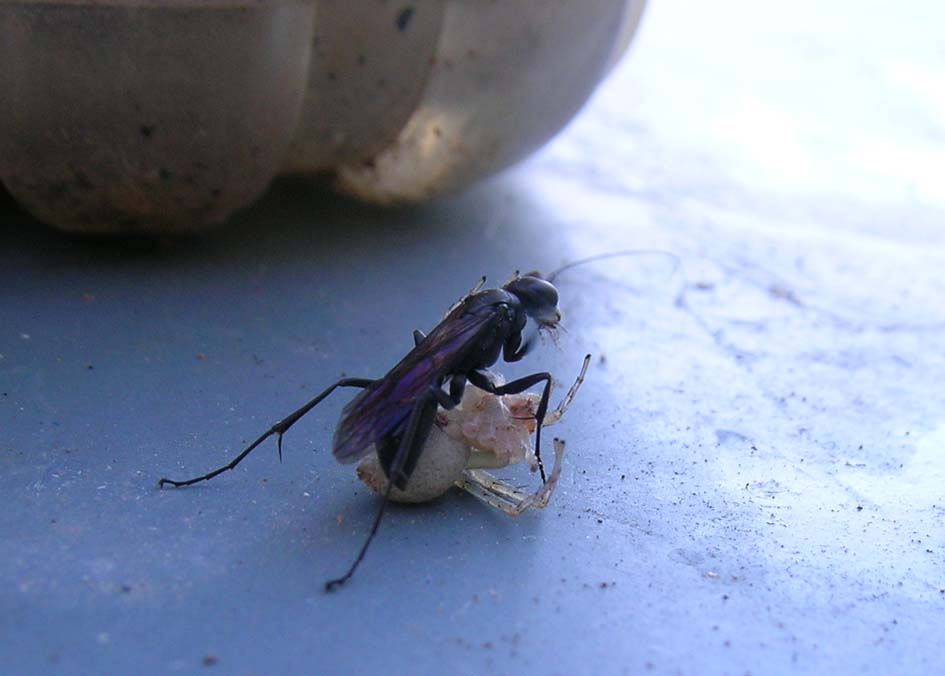 Un tipo dai modi spicci (Pompilidae con ragno)